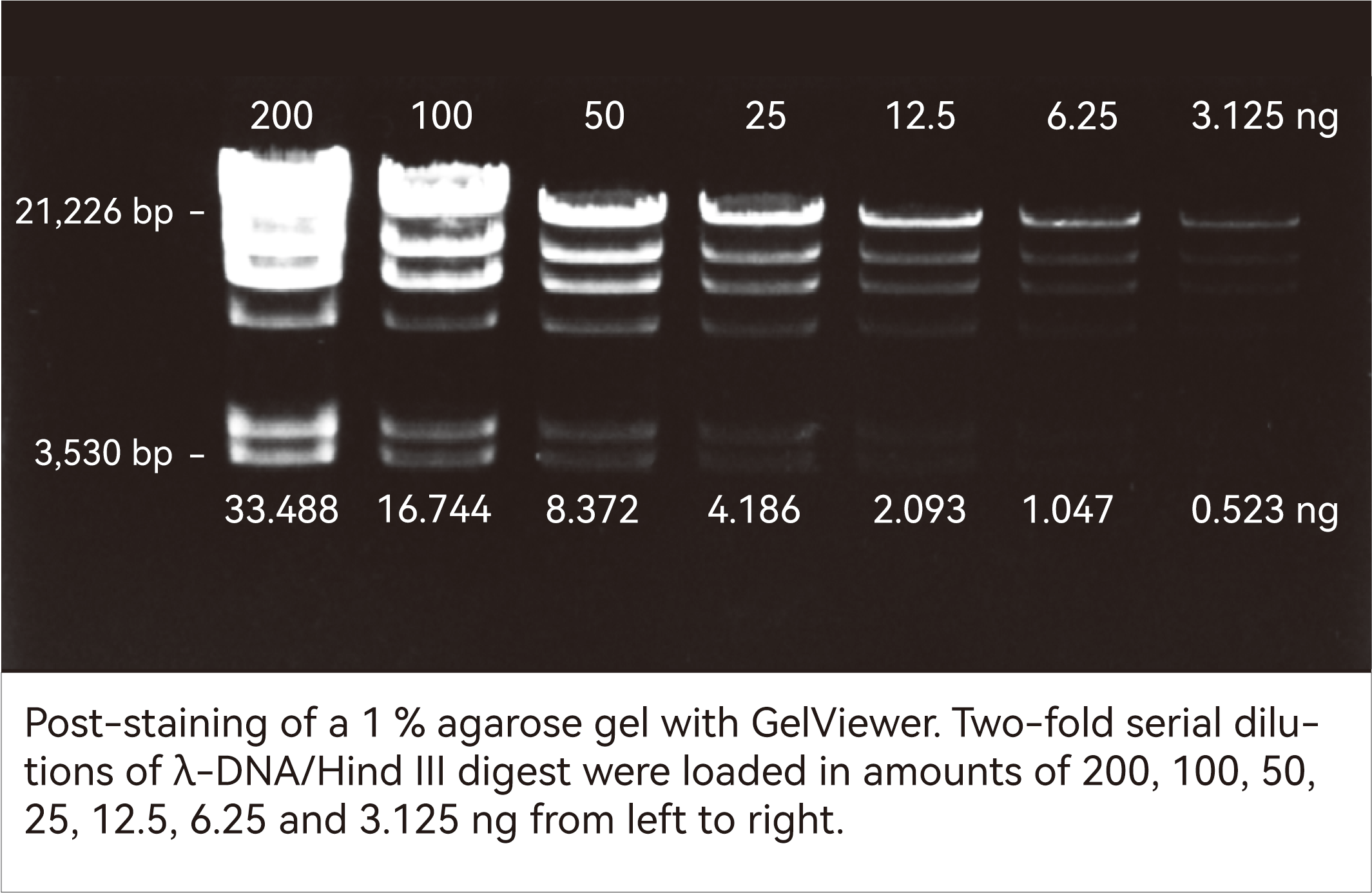 PCR products (1050 bp) stained with GelViewer and imaged using a blue-light transilluminator