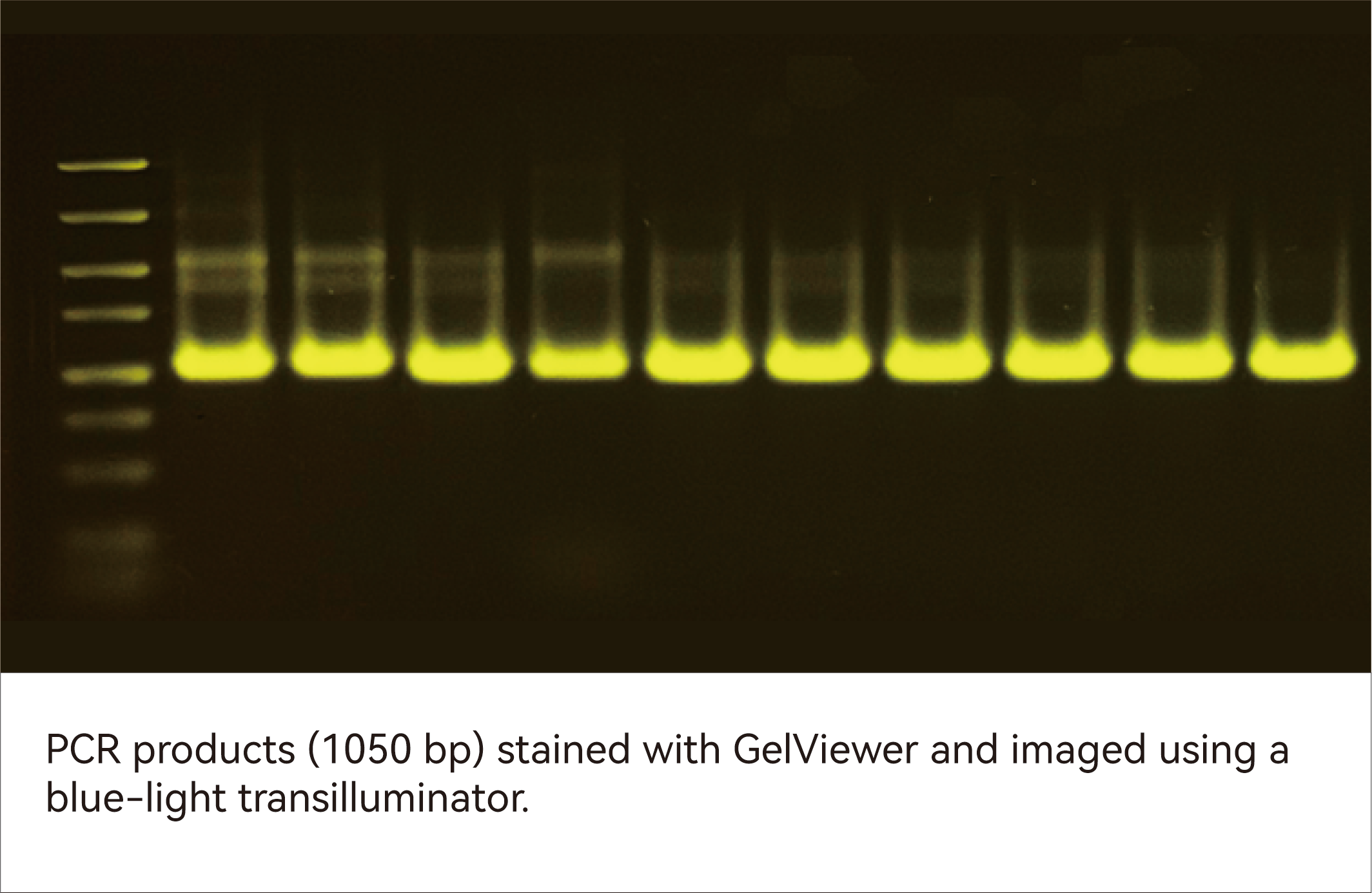 PCR products (1050 bp) stained with GelViewer and imaged using a blue-light transilluminator