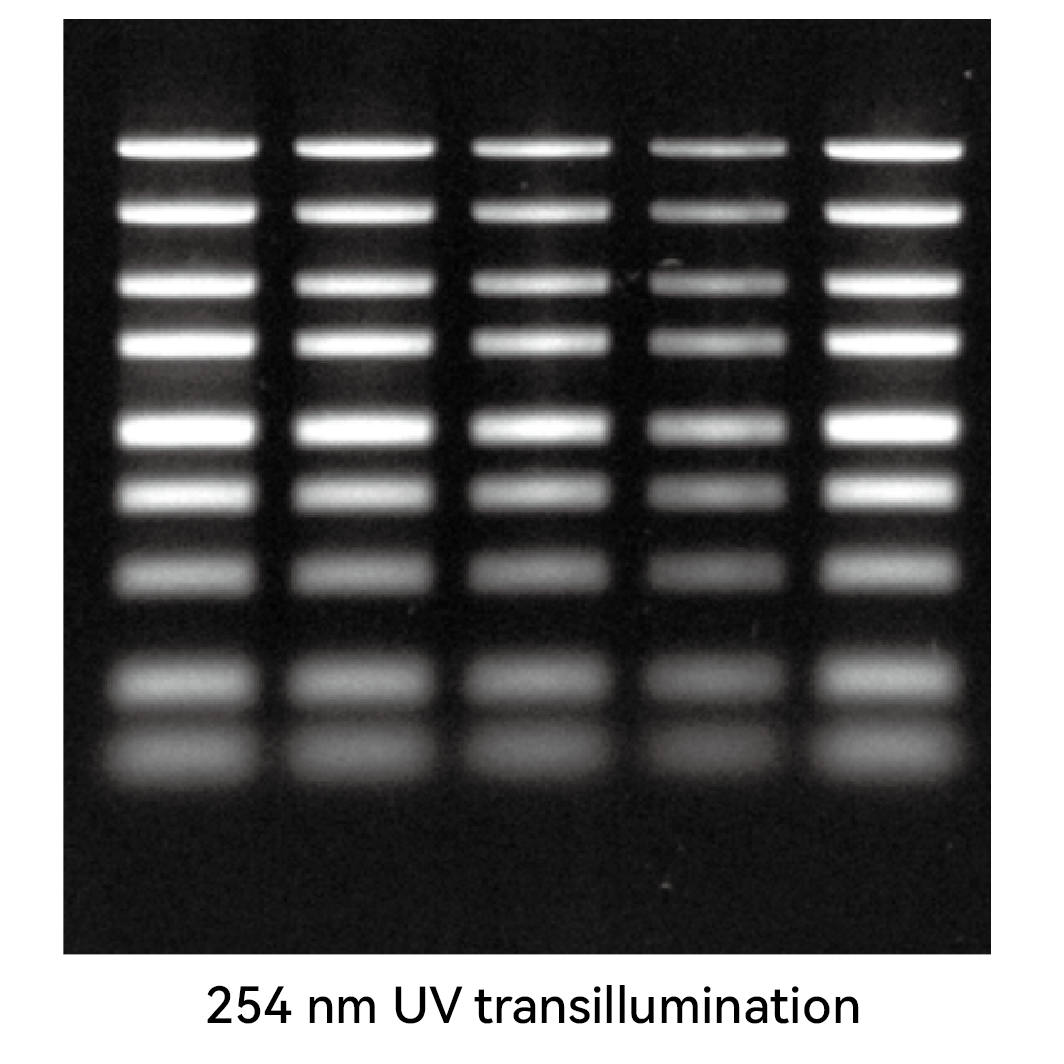 254 nm UV transillumination