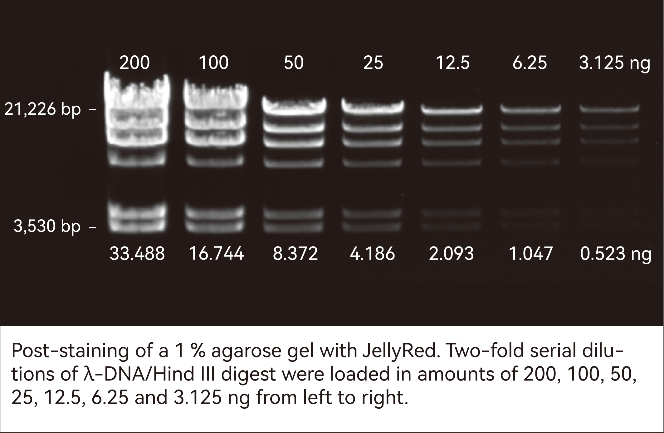 Post-staining of a 1 % agarose gel with JellyRed