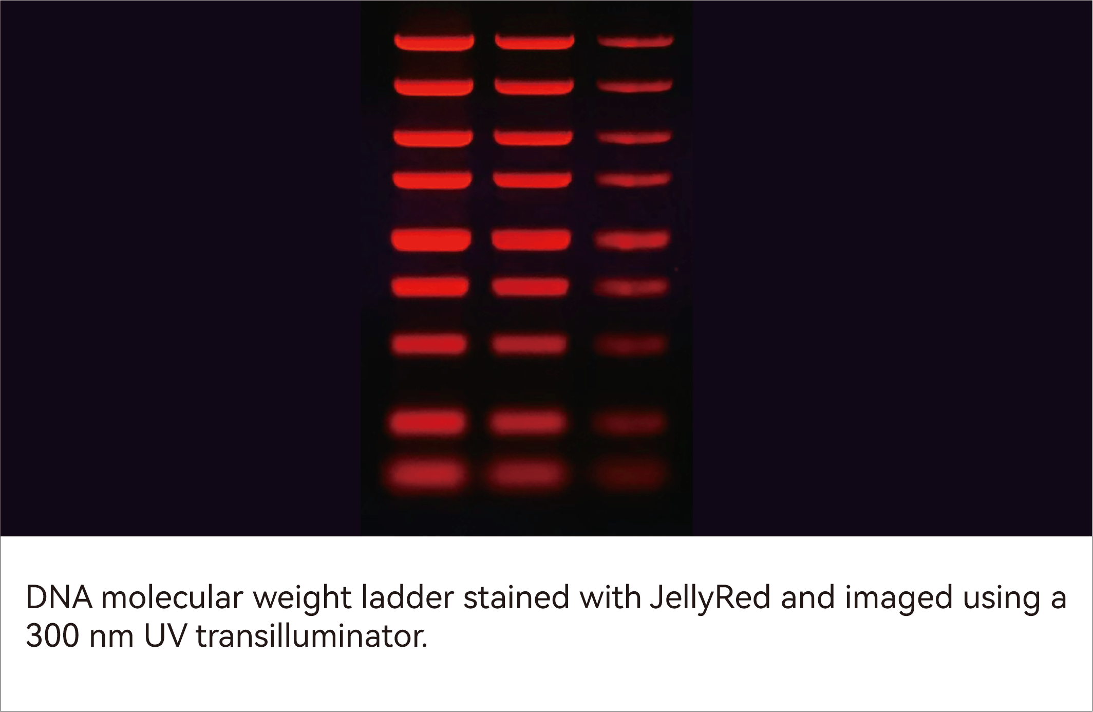 DNA molecular weight ladder stained with JellyRed and imaged using a 300 nm UV transilluminator