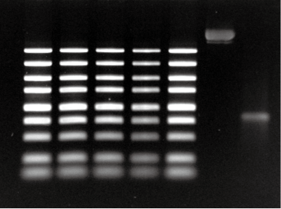 254 nm UV transillumination