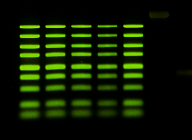 SYBR transillumination