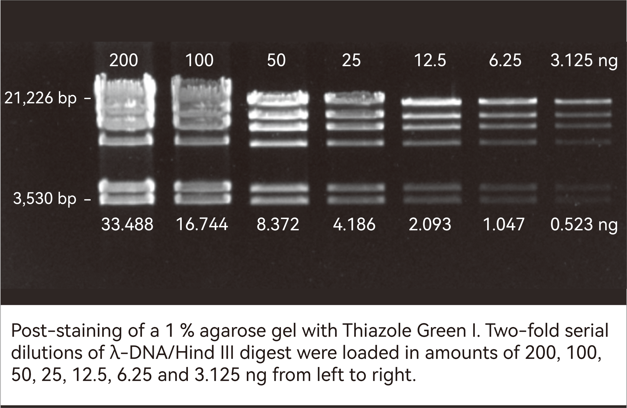 PCR products (1050 bp) stained with GelViewer and imaged using a blue-light transilluminator