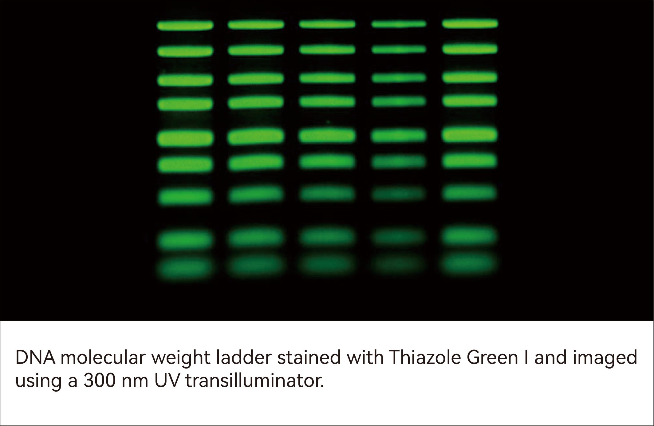 PCR products (1050 bp) stained with GelViewer and imaged using a blue-light transilluminator