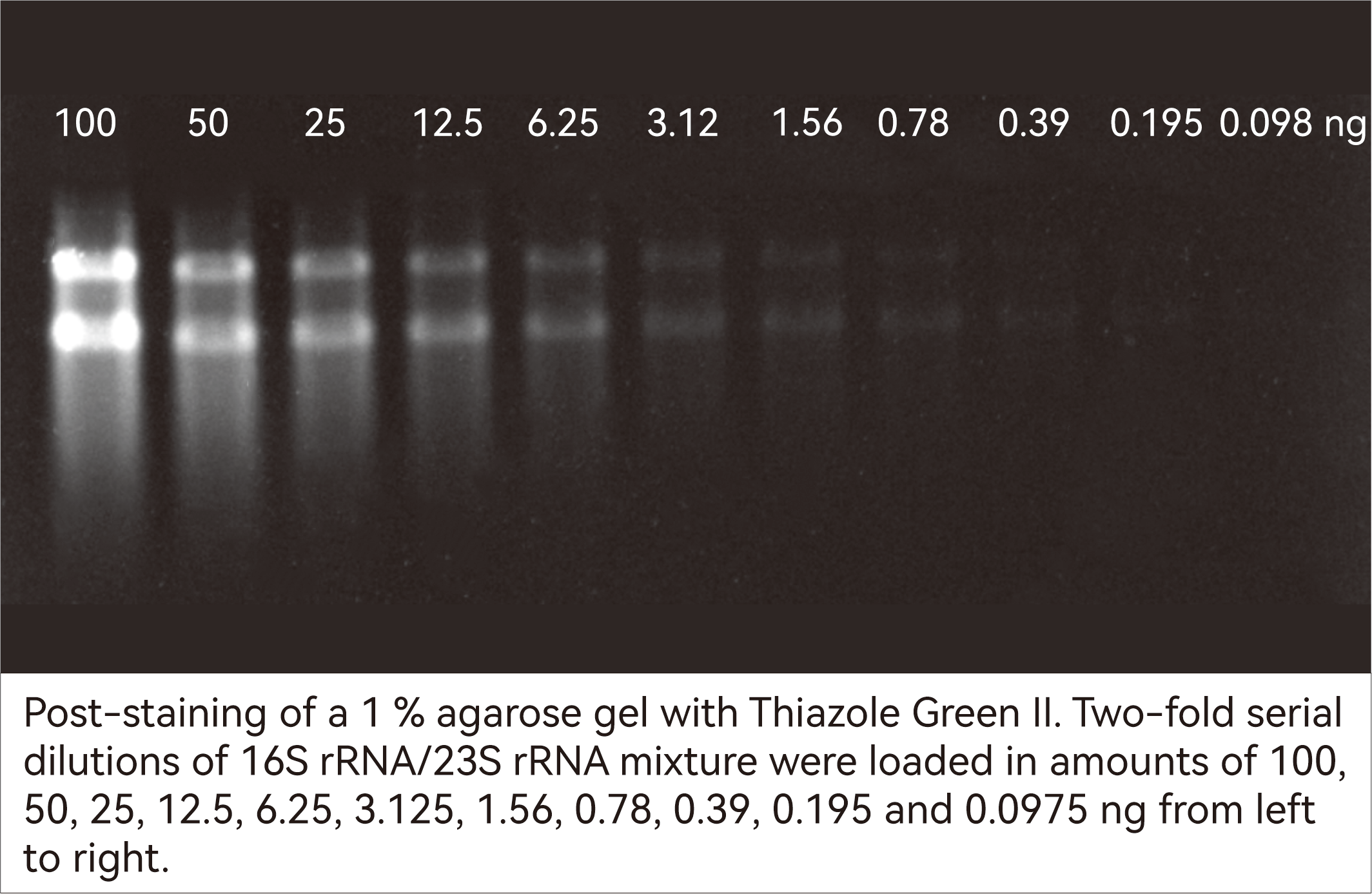 PCR products (1050 bp) stained with GelViewer and imaged using a blue-light transilluminator