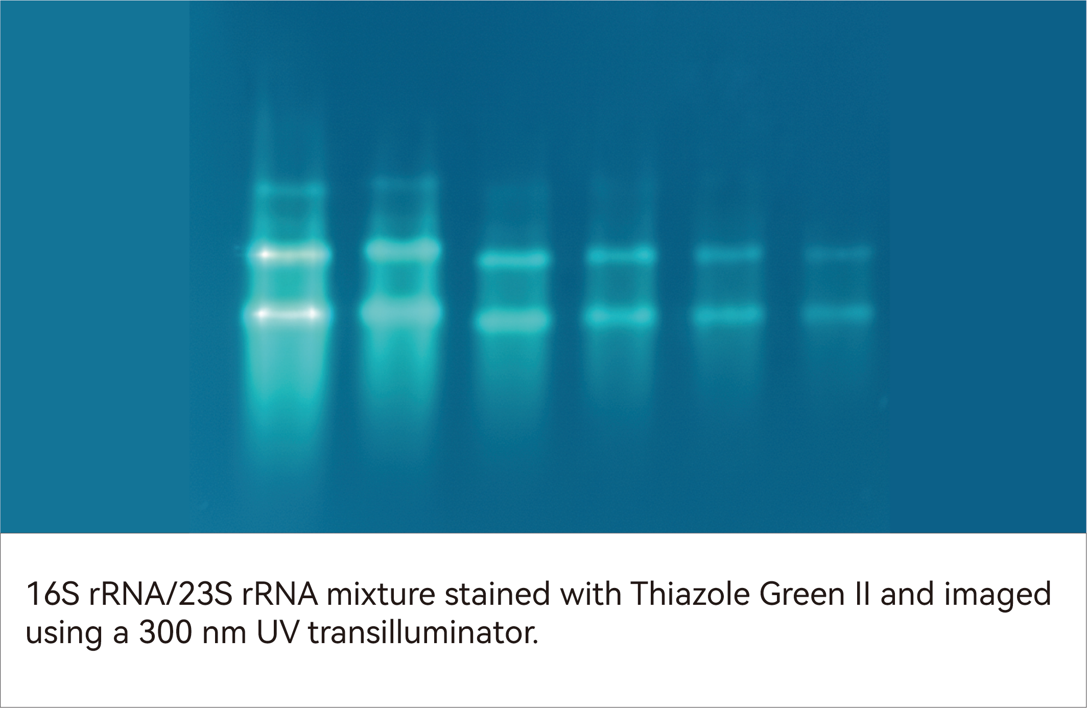 PCR products (1050 bp) stained with GelViewer and imaged using a blue-light transilluminator